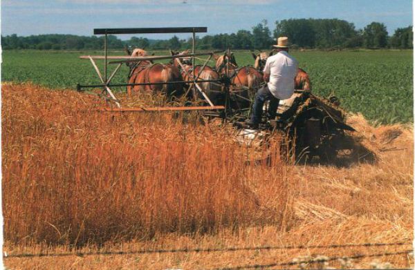 Amish harvest.