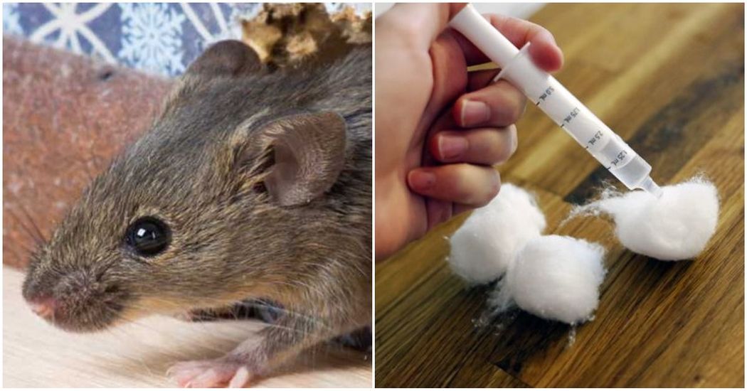 15 Ways To Keep Rats And Mice Out Of Your Home