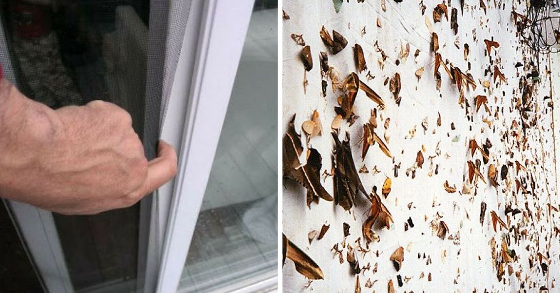 6 Ways To Keep Away Moths Before They Take Over