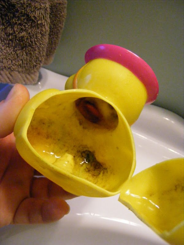 mold inside duck