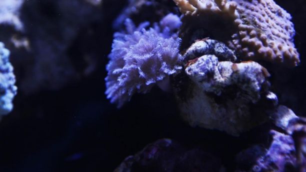 Coral in a fish tank