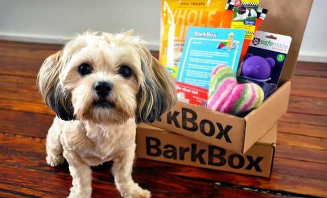 BarkBox dog