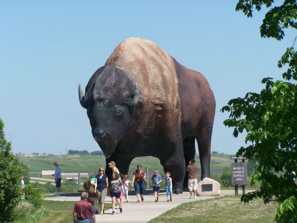 World's Largest Buffalo