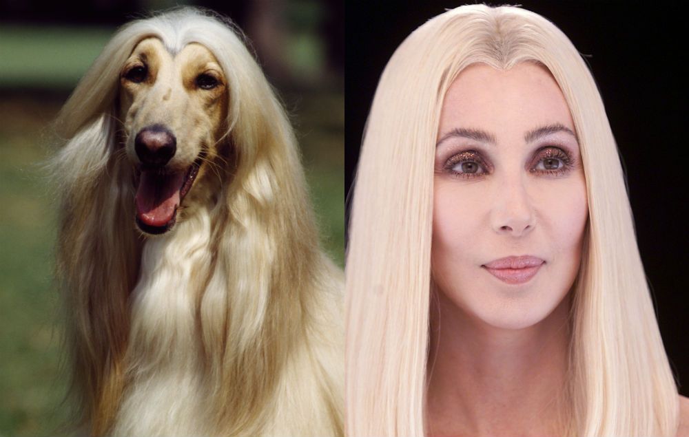Cher and an afghan hound