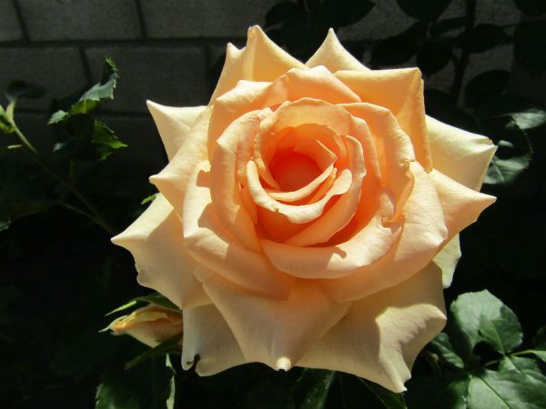 Cream roses