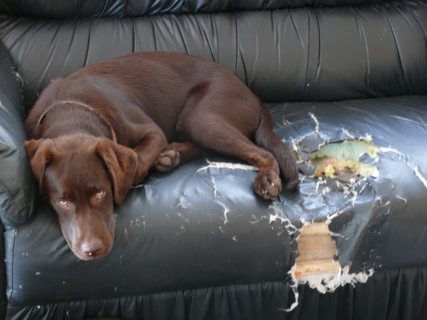 dog on chewed sofa