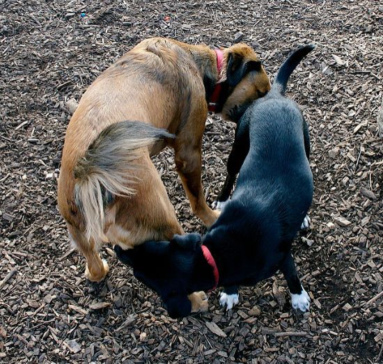Dogs butt sniffing