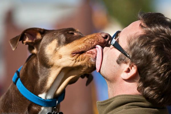 dog licking man