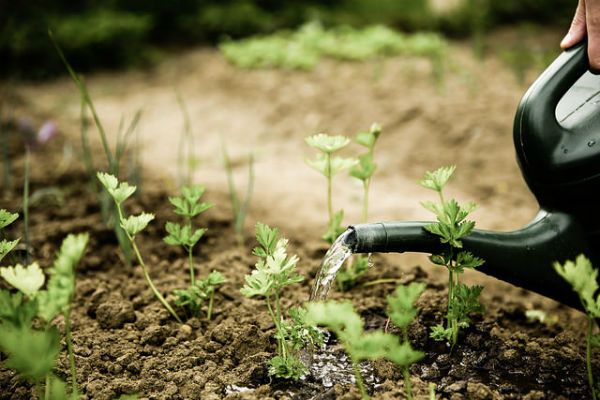 Gardening