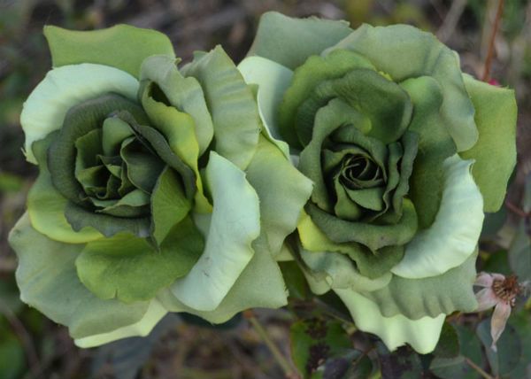 Green roses