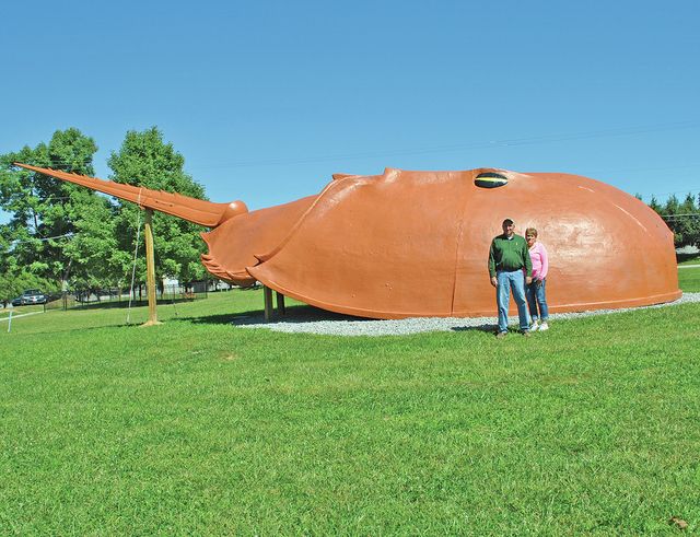 Horseshoe Crab