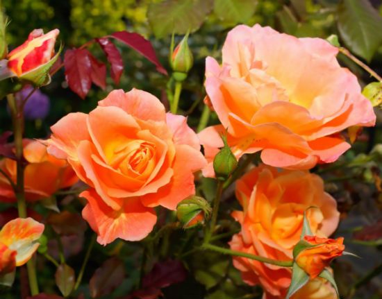 orange roses