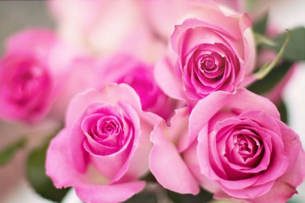 Pink roses