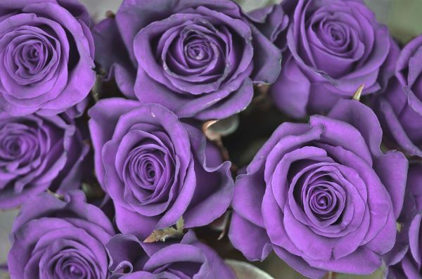 Purple roses