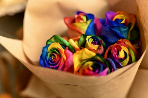 Rainbow roses