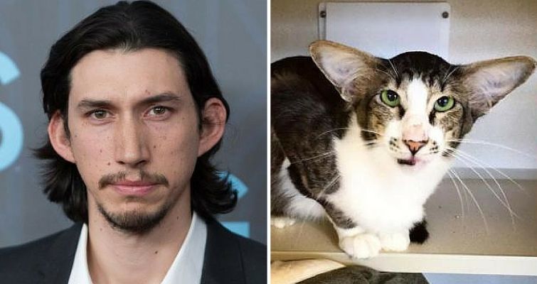 Adam Driver and this cat