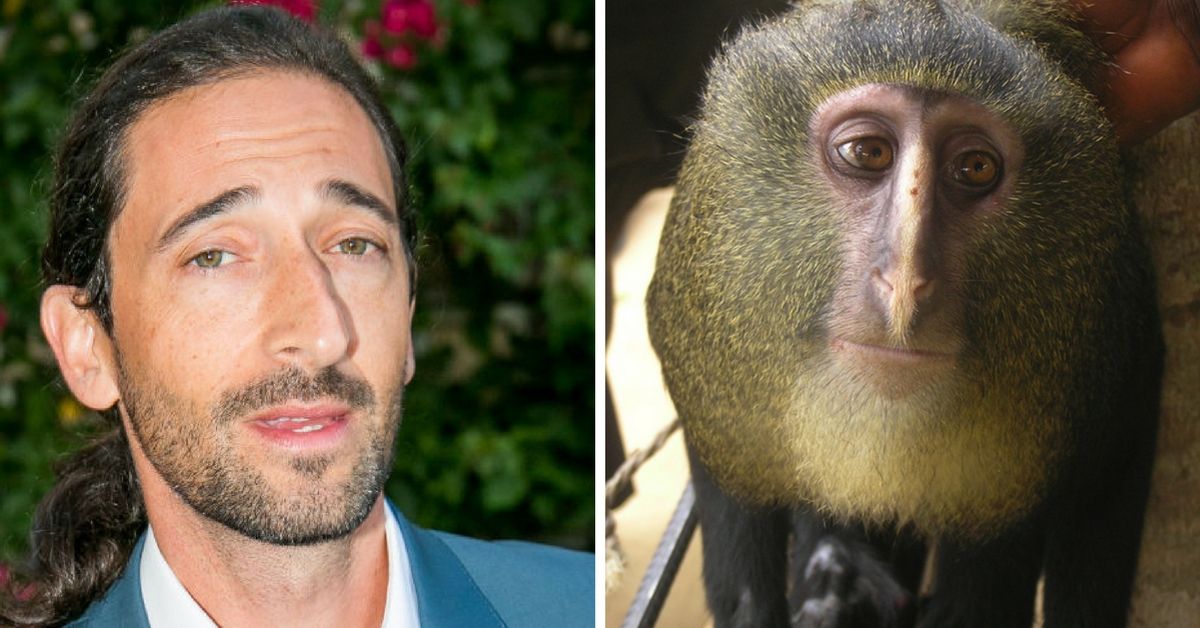 Adrien Brody and a lesula monkey 