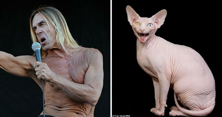 Iggy pop and a hairless cat