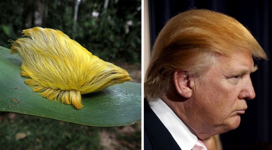 Donald Trump and a caterpillar