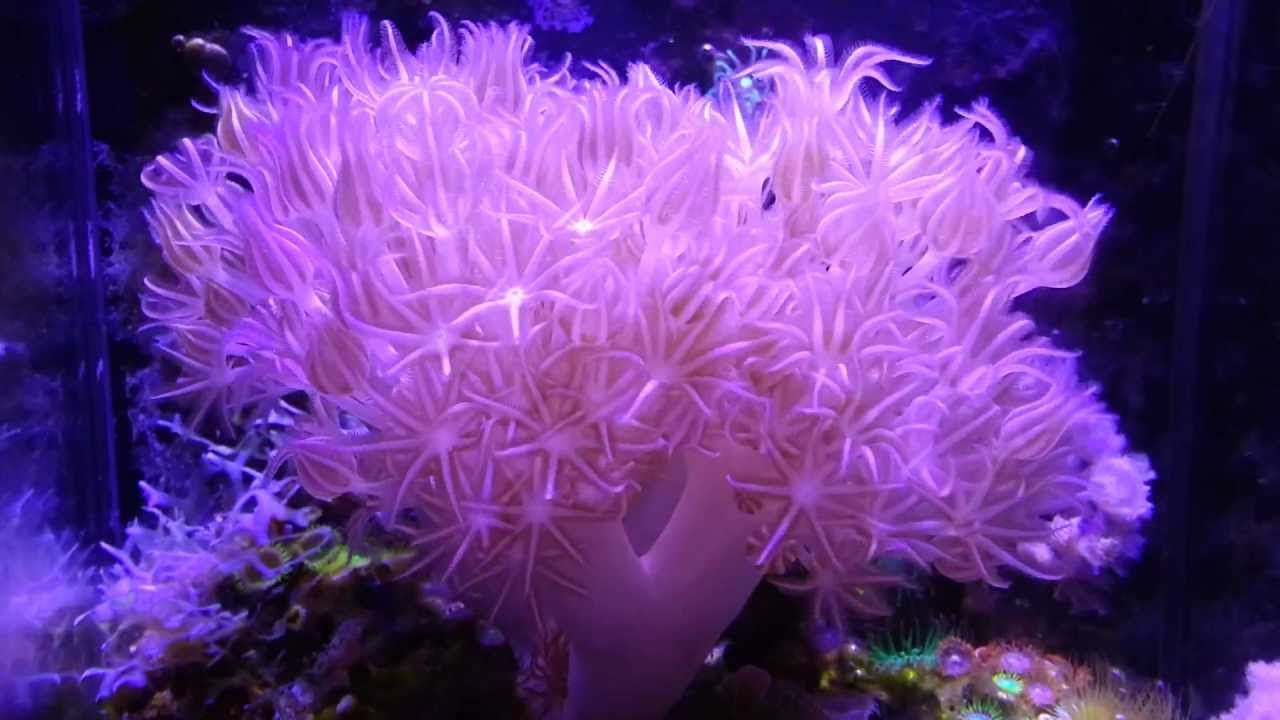 pulsing xenia in an aquarium