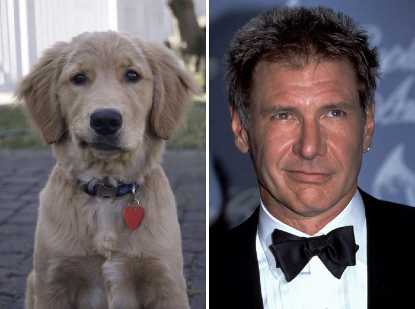 Harrison Ford and a yellow lab