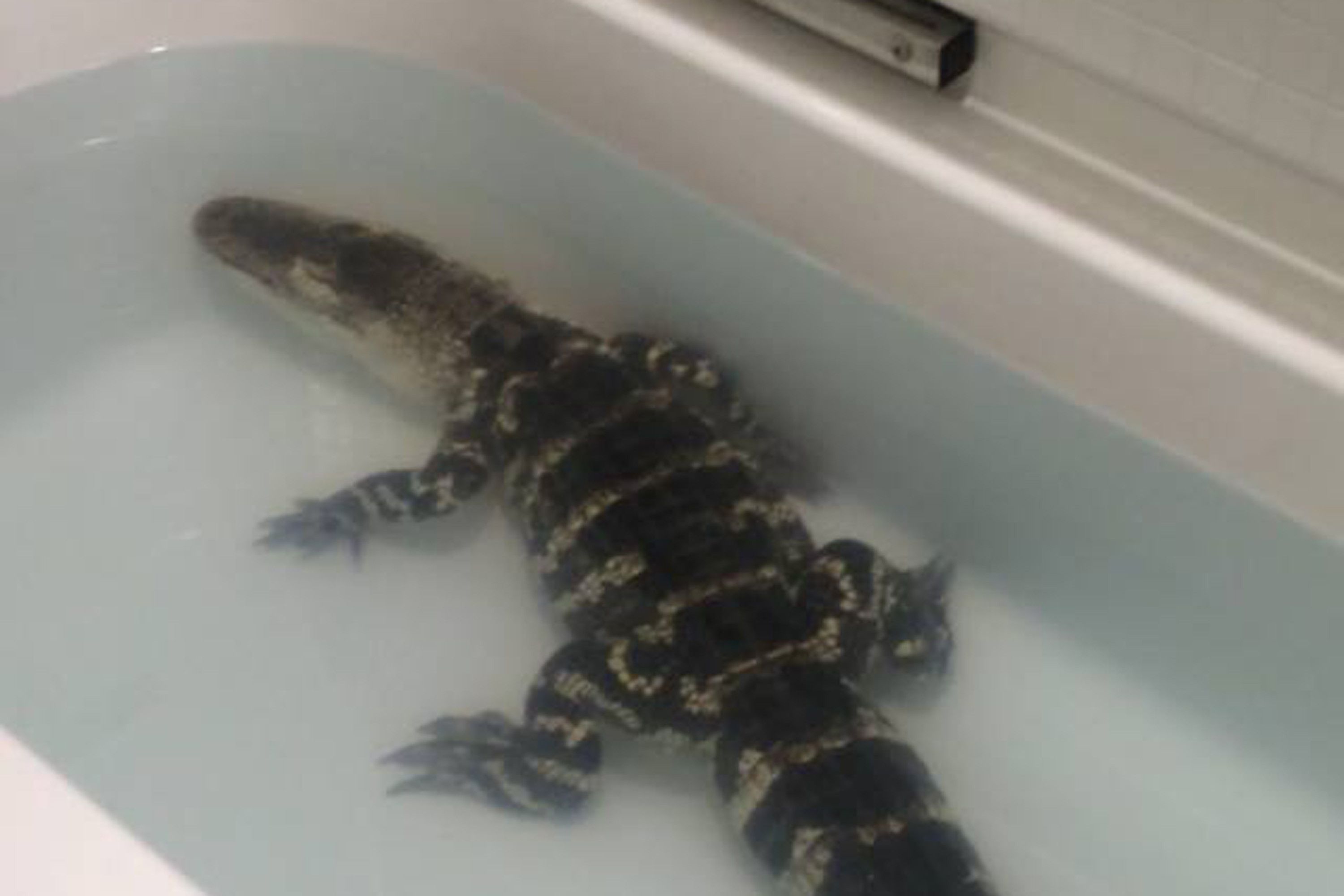 An alligator in a bathtub 