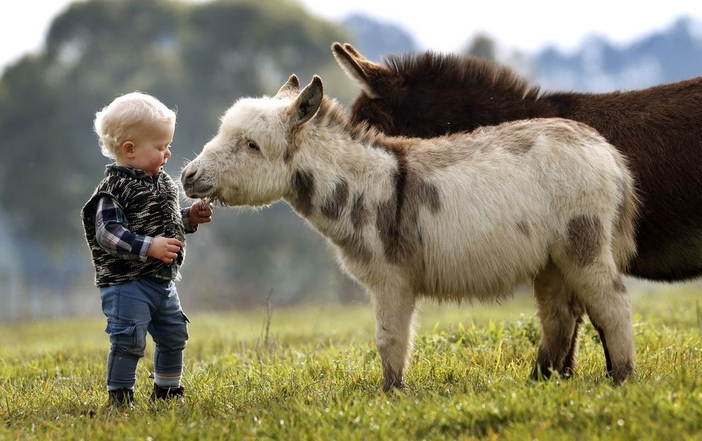 A toddler and two baby donkeys outside