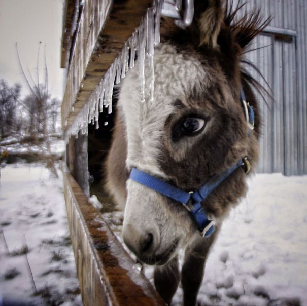 A donkey looking through a fence