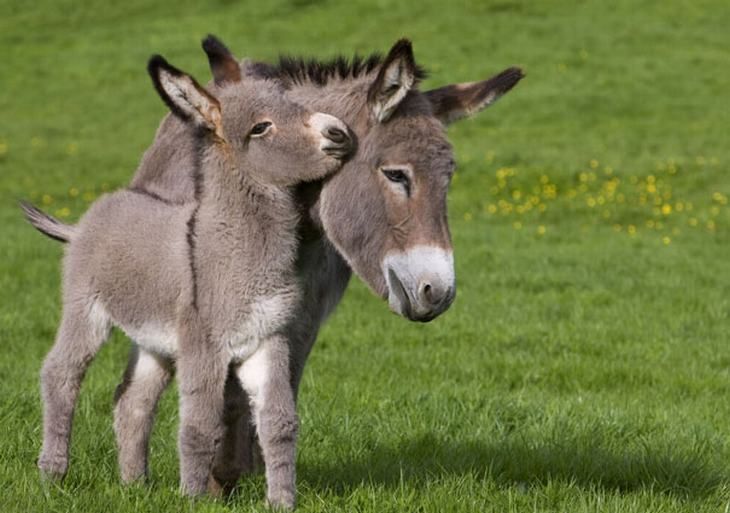 Mother and child donkeys showing affection