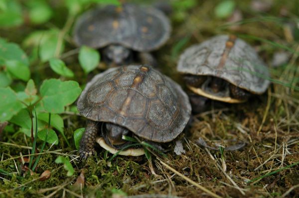 Baby turtles