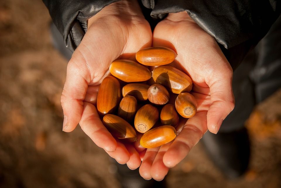 Someone with a handful of acorns