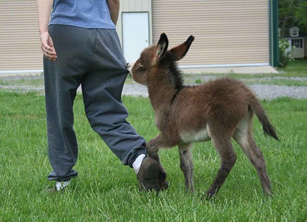 A donkey holding on to a man's pants