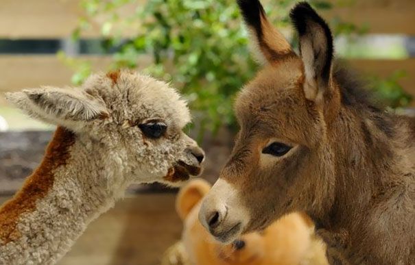 An alpaca and a donkey looking at each other