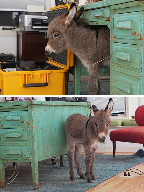 A donkey near a desk