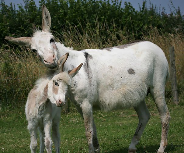 A mother and child donkey together