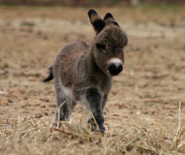A baby donkey on the grass