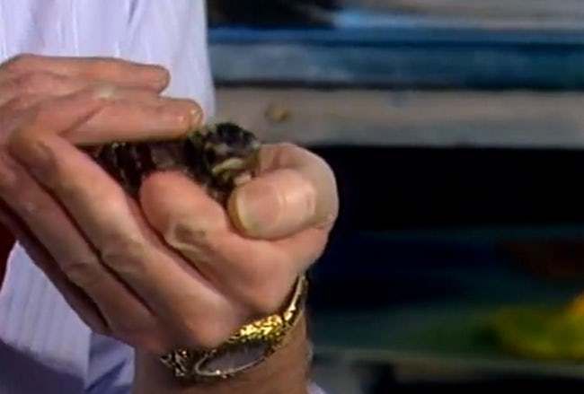 Bob Ross holding a frog