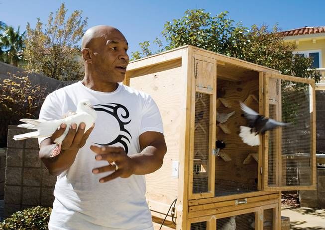 Mike Tyson and his pigeons