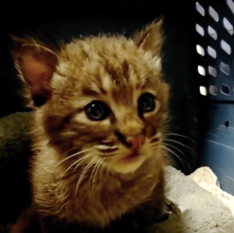 Bobcat kitten