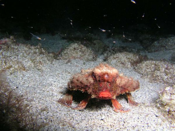 Batfish