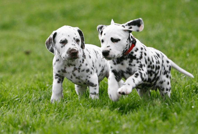 Two dalmatians running in the grass