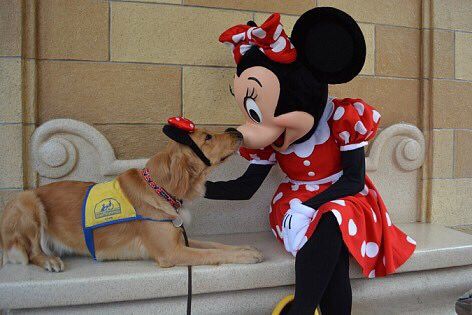 Service Dogs at DisneyLand