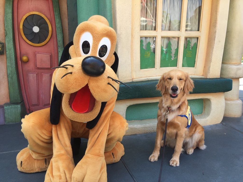 Service Dogs at Disney
