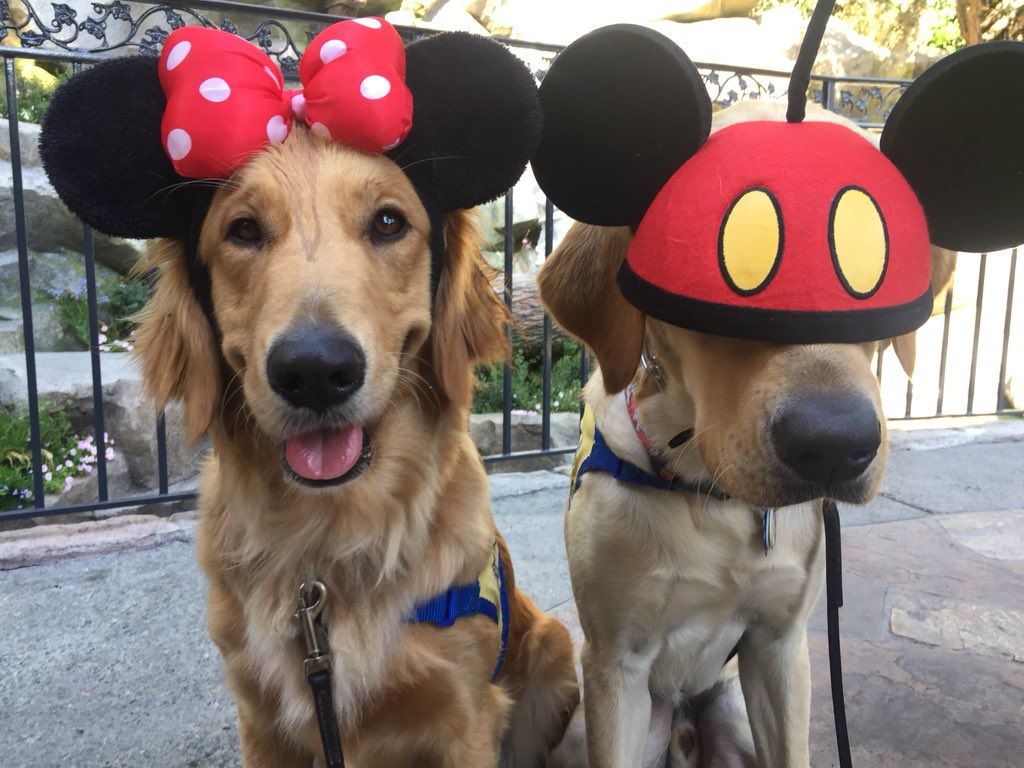 Service dogs at Disneyland