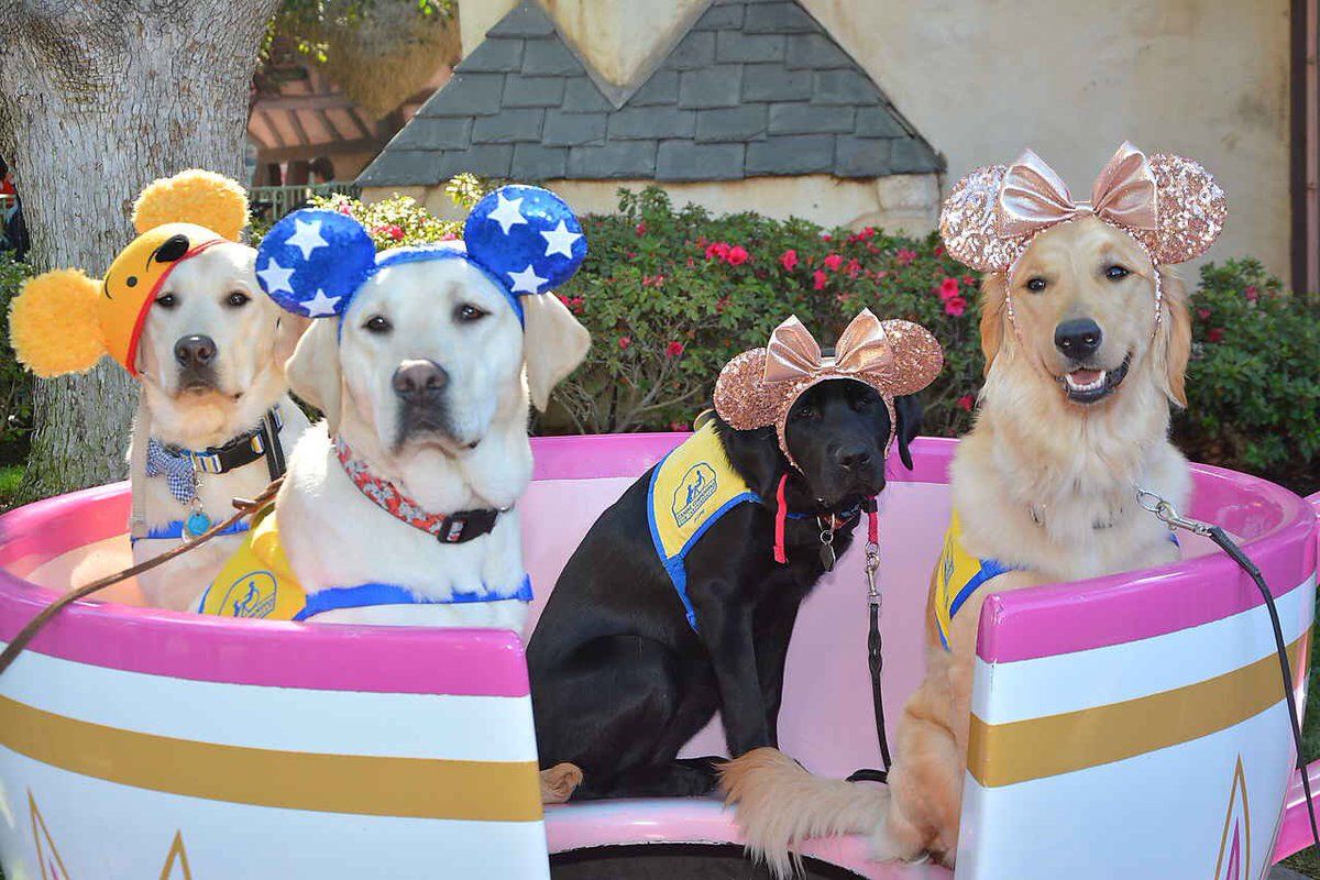 Service Dogs at DisneyLand