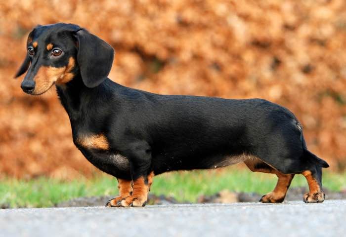 A dachshund posing outside