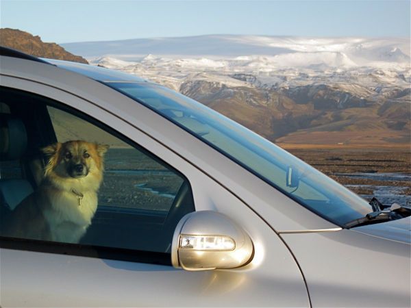 Dog hot car