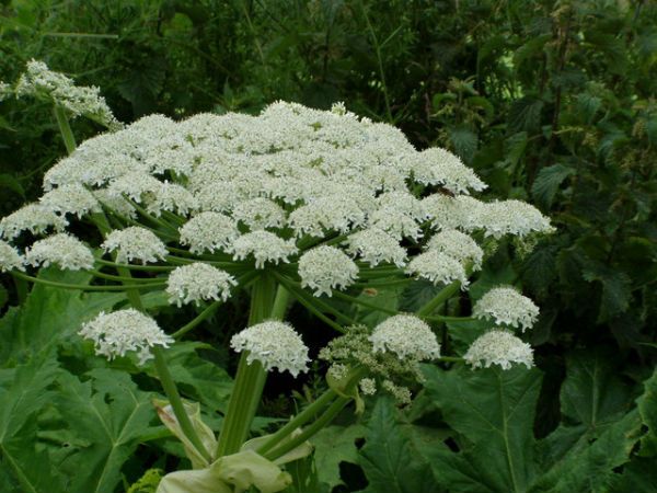 Giant hogweed