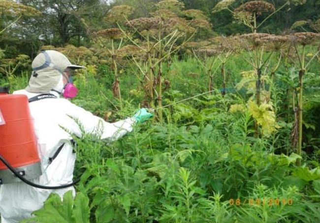 Giant hogweed