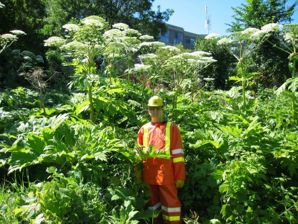 Giant hogweed